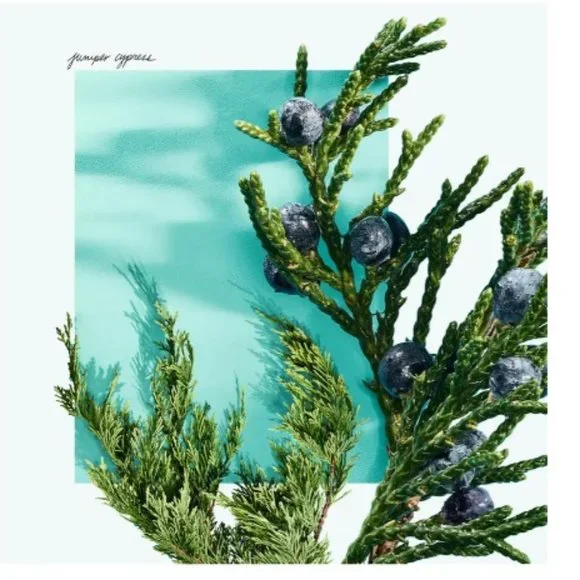 Tiffany & Co Love for Him EDT,Citrus Aromatic Ginger-Mini 5ml,0.16oz-BOXED-NEW - Picture 10 of 15